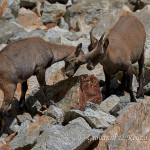 Stambecco (Capra ibex)