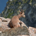 Stambecco (Capra ibex)