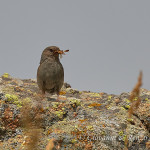 Passera scopaiola (Prunella modularis)