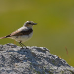 Culbianco (Oenanthe oenanthe)