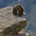 Marmotta delle Alpi (Marmota marmota)