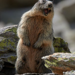 Marmotta delle Alpi (Marmota marmota)