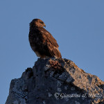 Poiana (Buteo buteo)