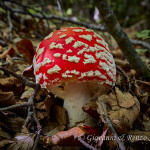 Ovolo malefico (Amanita muscaria)