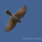 Sparviere (Accipiter nisus)