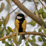 Cinciallegra (Parus major)