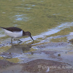 Piro piro piccolo (Actitis hypoleucos)