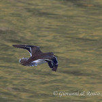 Piro piro piccolo (Actitis hypoleucos)