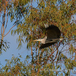 Airone cenerino (Ardea cinerea)