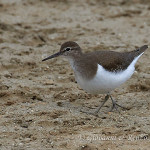 Piro piro piccolo (Actitis hypoleucos)