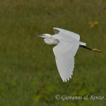 Garzetta (Egretta garzetta)