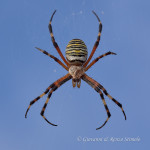 Ragno vespa (Argiope bruennichi) femmina