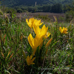 Zafferanastro giallo (Sternbergia lutea)