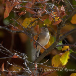 Fringuello (Fringilla coelebs)