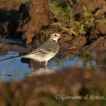 Ballerina bianca (Motacilla alba)