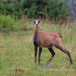 Camoscio alpino (Rupicapra rupicapra)
