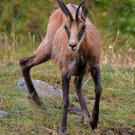 Camoscio alpino (Rupicapra rupicapra)
