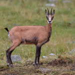 Camoscio alpino (Rupicapra rupicapra)
