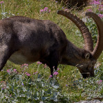 Stambecco (Capra ibex)