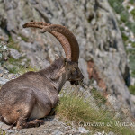 Stambecco (Capra ibex)