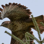 Poiana (Buteo buteo)