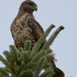 Poiana (Buteo buteo)