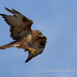 Poiana (Buteo buteo)