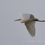 Garzetta (Egretta garzetta)