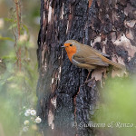 Pettirosso (Erithacus rubecula)