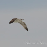 Gabbiano reale (Larus michahellis) al secondo inverno