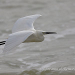 Garzetta (Egretta garzetta)