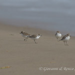 Fratino (Charadrius alexandrinus)