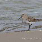 Piovanello pancianera (Calidris alpina)