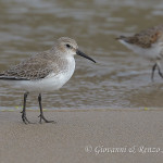 Piovanello pancianera (Calidris alpina)