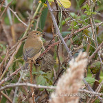 Luì piccolo (Phylloscopus collybita)