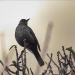 Merlo (Turdus merula)