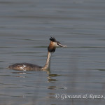 Svasso maggiore (Podiceps cristatus)