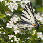 Podalirio (Iphiclides podalirius)
