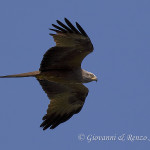 Nibbio bruno (Milvus migrans)