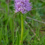 Orchidea italica (Orchis italica)
