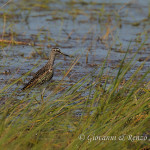 Piro piro boschereccio (Tringa glareola)