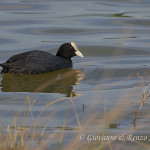 Folaga (Fulica atra)