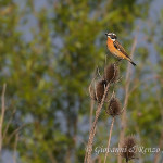 Stiaccino (Saxicola rubetra)