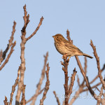 Strillozzo (Emberiza calandra)