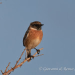 Saltimpalo (Saxicola rubicola)