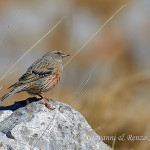 Sordone (Prunella collaris)