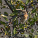 Saltimpalo (Saxicola rubicola)