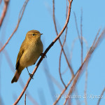 Luì piccolo (Phylloscopus collybita)