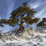 Bonsai sul versante settentrionale di Serra di Crispo