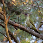 Picchio verde (Picus viridis)